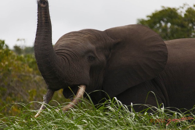 155 LOANGO Inyoungou Riviere Elephant Loxodonta africana cyclotis Solitaire 12E5K2IMG_79275wtmk.jpg